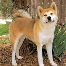 Akita Colored White Faced Red