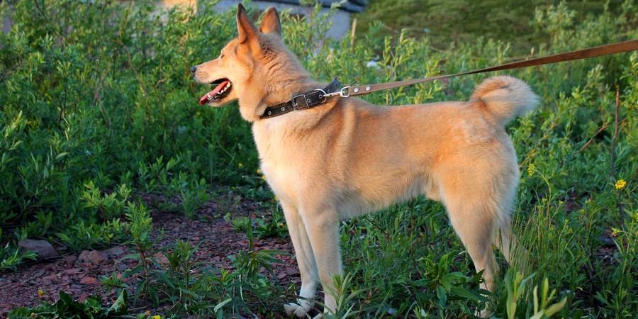 Akita kennel in Ohorn