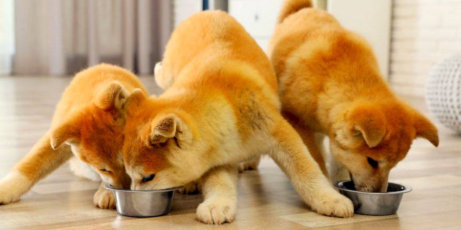 Akita puppies eating