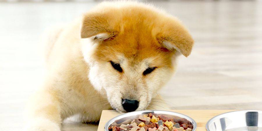Akita eating dry food