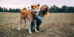 Akita Training For Your Best Friend