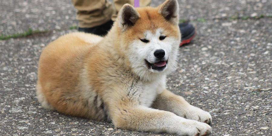 Is An Akita Inu The Right Dog For You?