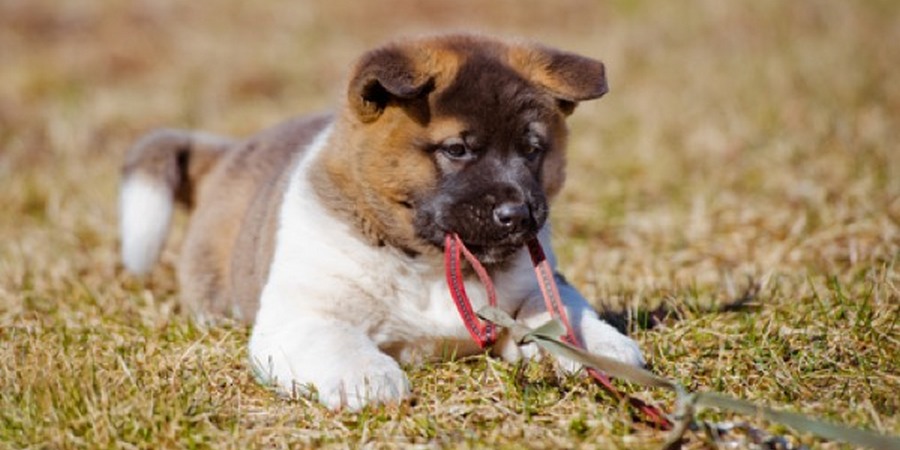Akita puppy training
